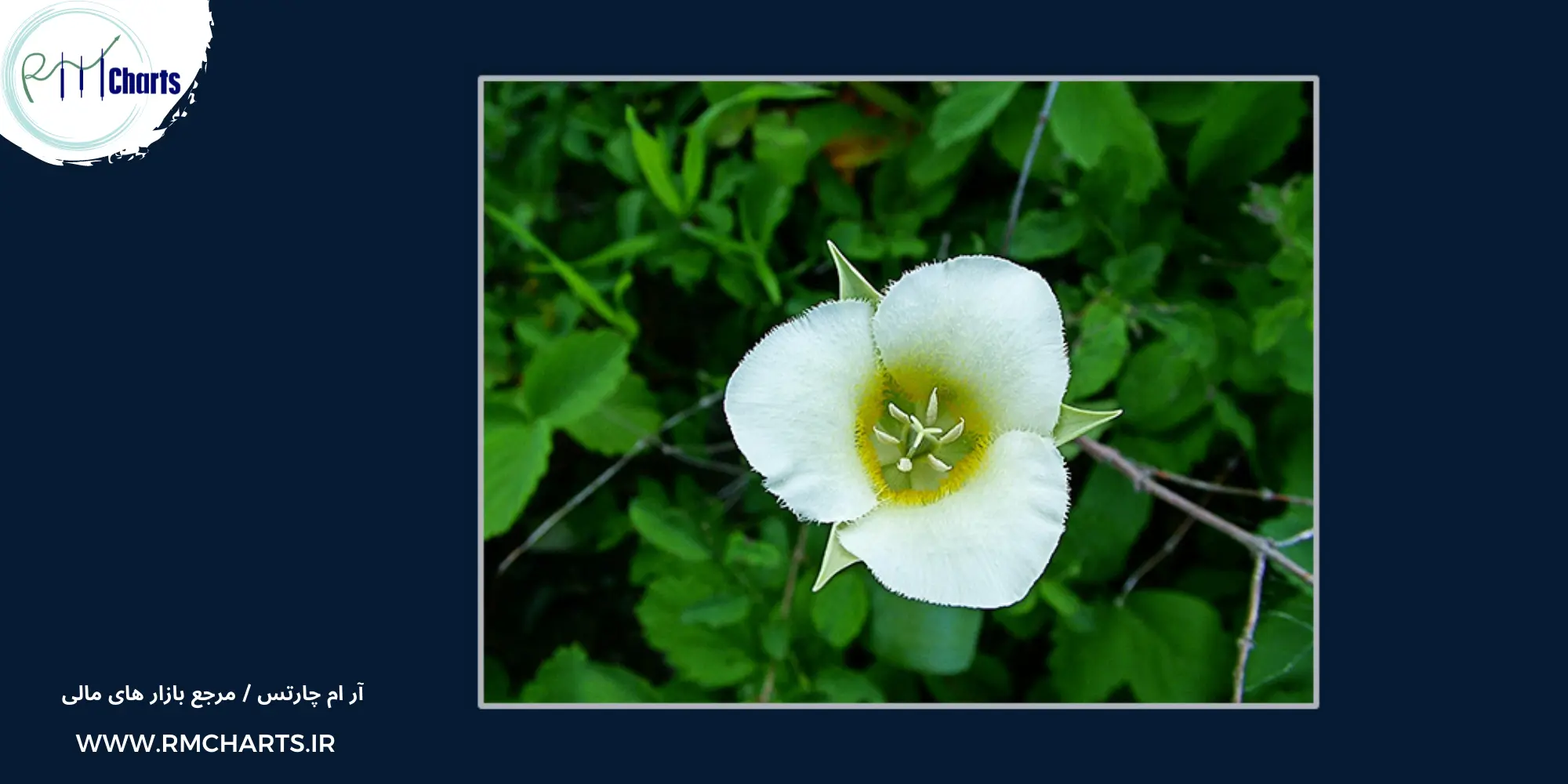 فیبوناچی در ارز دیجیتال