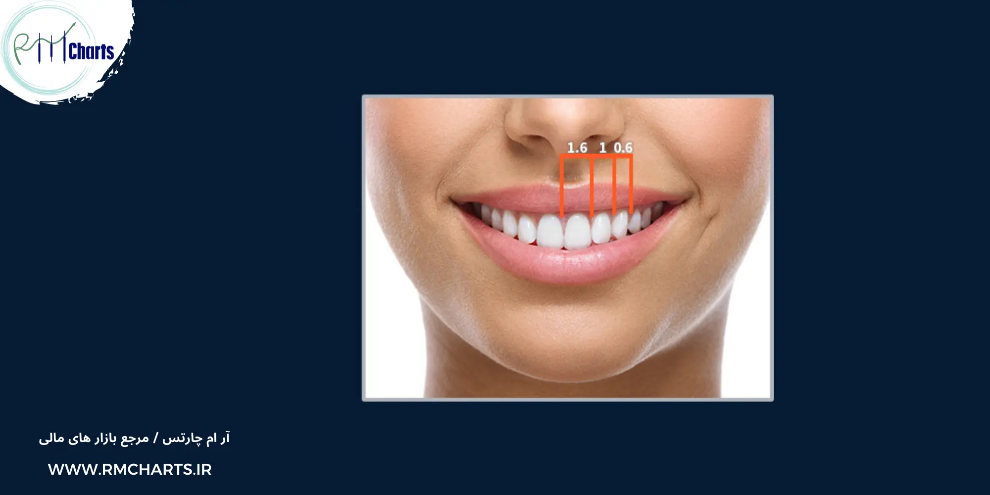 فیبوناچی در بدن انسان