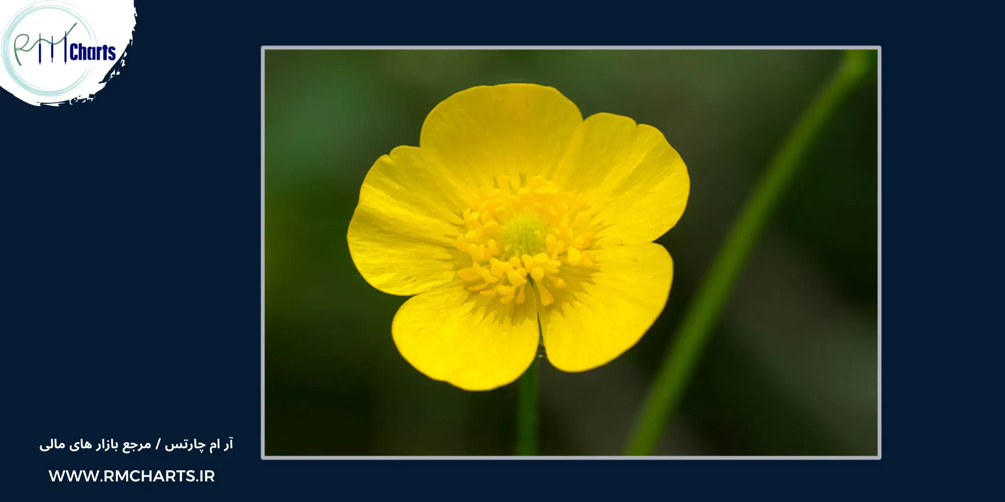 فیبوناچی در طلا