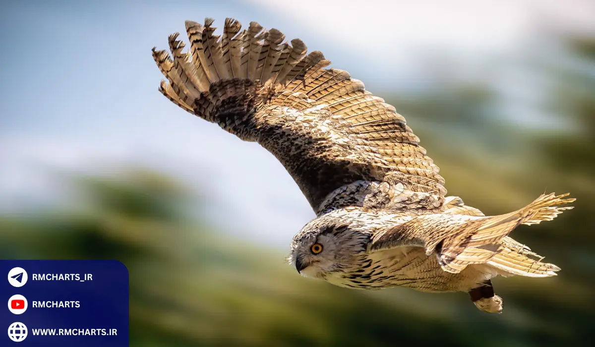 انواع هاکیش