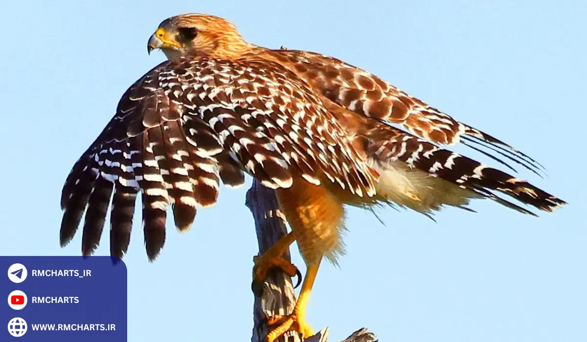 اهمیت امنیت در فارکس و مقابله با هاکیش